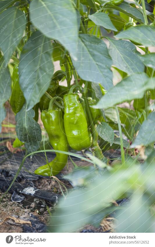 Green bell peppers growing in a garden bed green vine lush leaf outdoor natural growth process vegetable plant organic agriculture farming horticulture