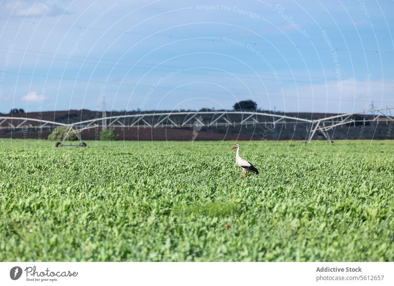 Stork standing amid lush agricultural farm field stork bird wildlife nature agriculture green crop irrigation system rural landscape outdoor sky clear day