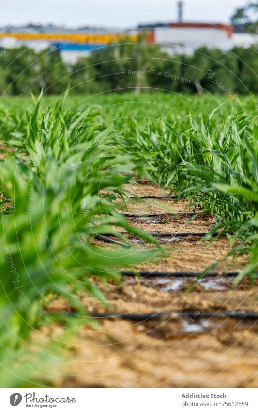 Young corn field with industrial background factory agriculture young crop plant land growth farming cultivation soil nature green blur industry environment