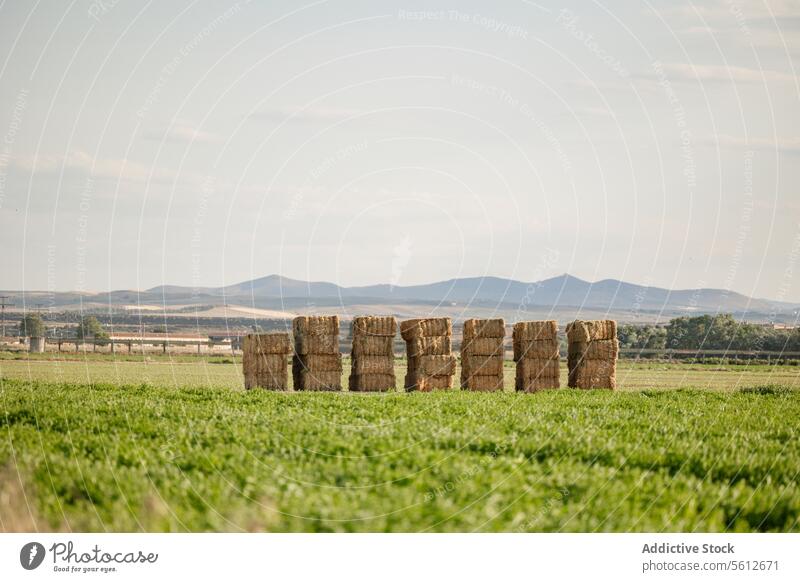Stacked Hay Bales in Lush Green Field Under Blue Sky hay bale stack field green blue sky serene landscape agriculture farming rural nature tranquility country