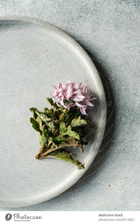 Minimalist herbal arrangement on a ceramic plate minimalist pink flower textured neutral background sprig delicate botanical simple elegant natural tableware