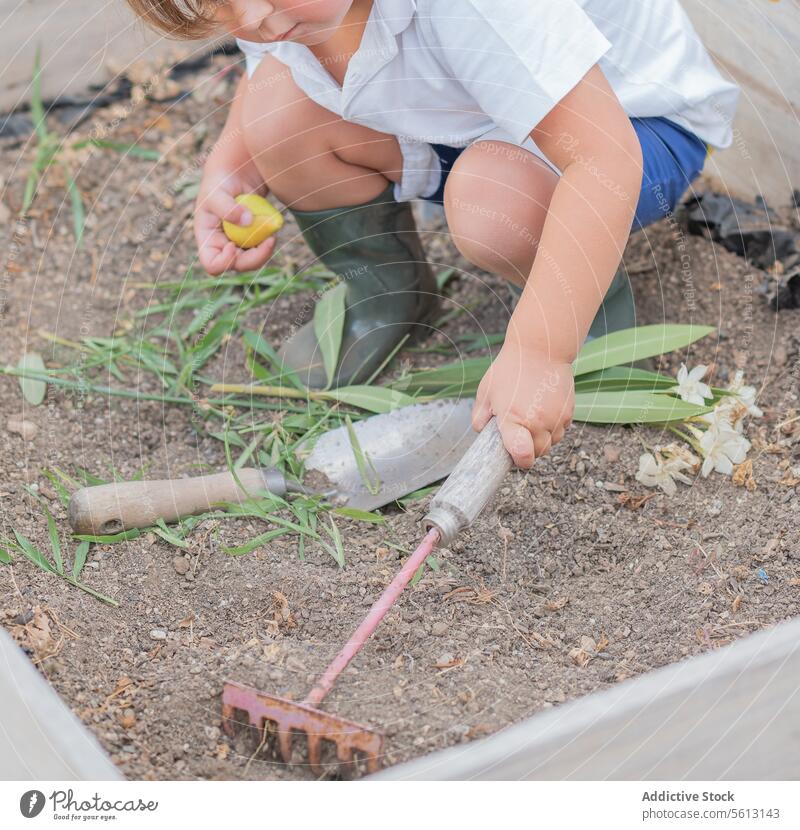 Anonymous little boy in casuals and boots using rake on soil while gardening in backyard holding fruit learning trowel ground leaf faceless child tool