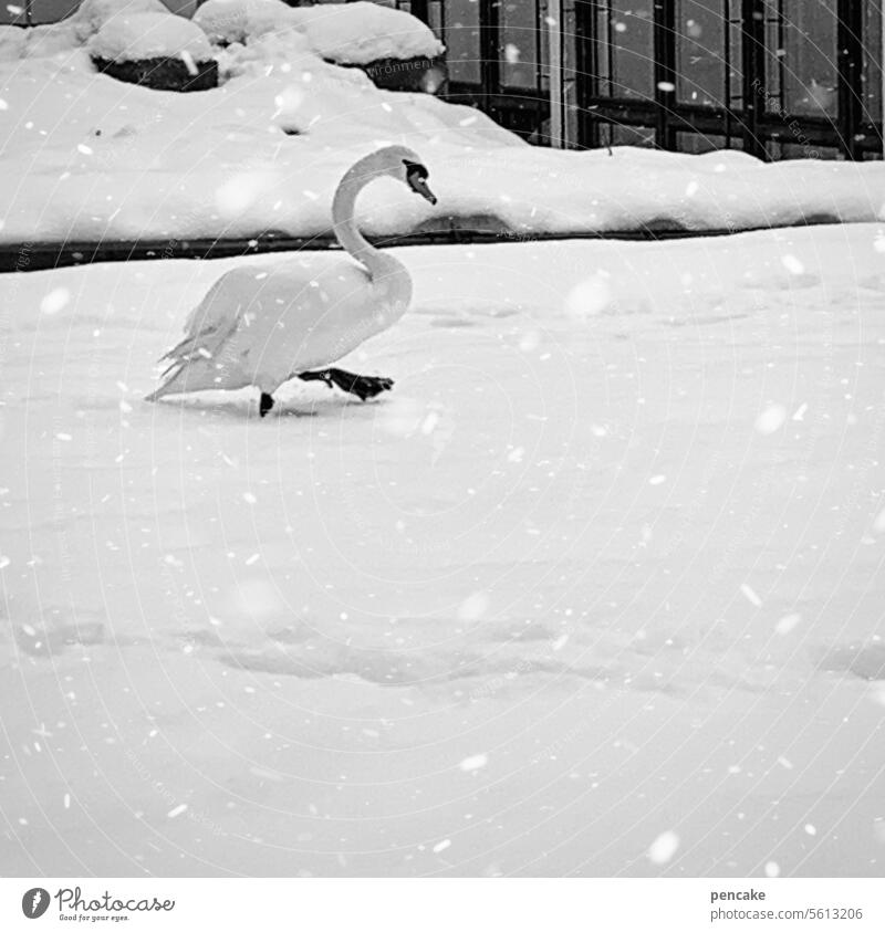 greeting rituals | give fin! Snow Swan Town Walking Fin Wave gesture Bird Elegant White Winter Snowfall Pride