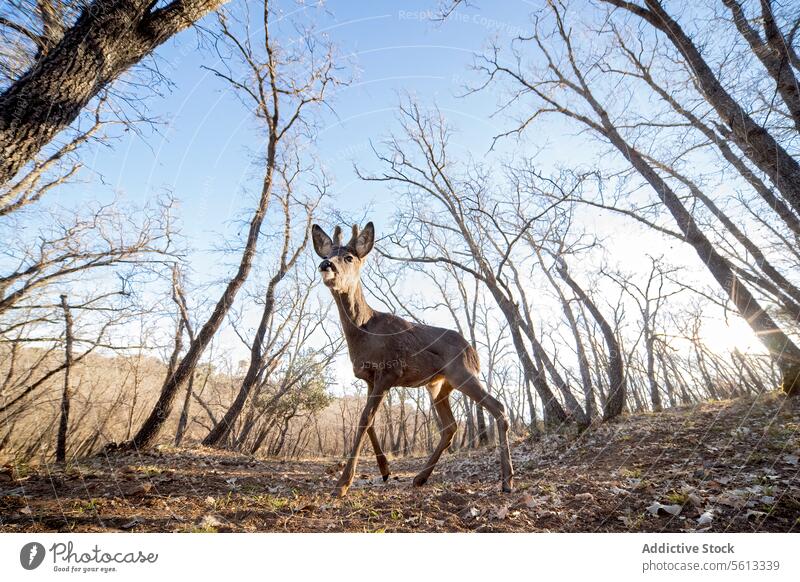 Curious roe deer in a Sparse Forest at Sunset forest sunset wide-angle gaze curious wooded area background nature wildlife animal outdoor tree bare branch light