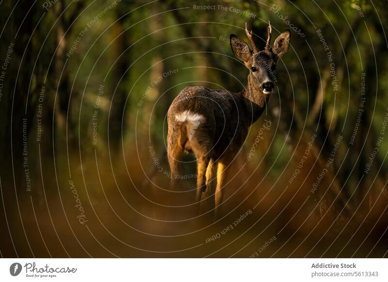 Solitary roe deer in a serene forest at dawn wildlife nature tranquil woods sun light solitary gentle presence tree animal calm sunrise mammal alert standing