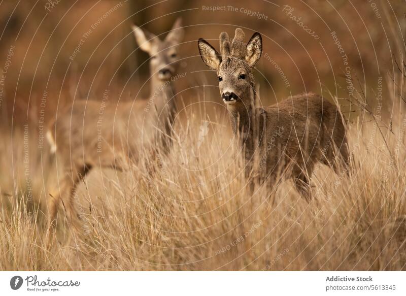Two roe roe deer camouflaged in dry grass wildlife habitat natural setting pair animal nature mammal golden hue tall flora fauna outdoors serene undisturbed