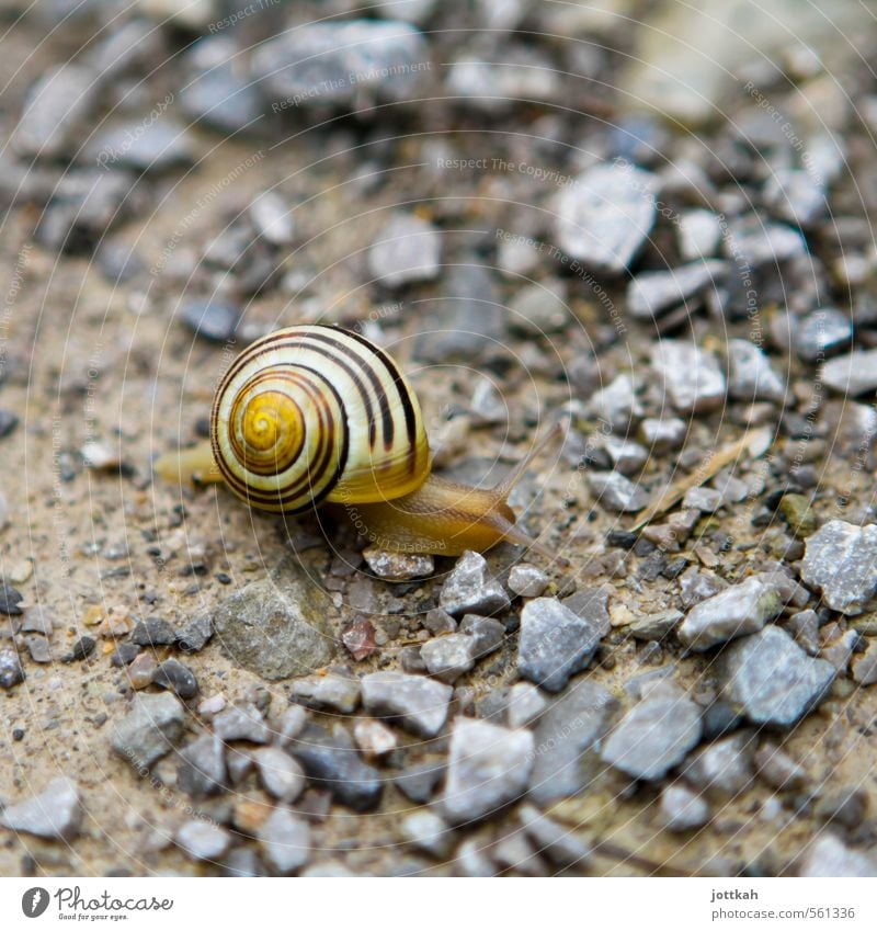 mobile home Environment Nature Animal Earth Snail 1 Living or residing Small Patient Calm Endurance Movement Advancement Speed Logistics Slowly sluggishness