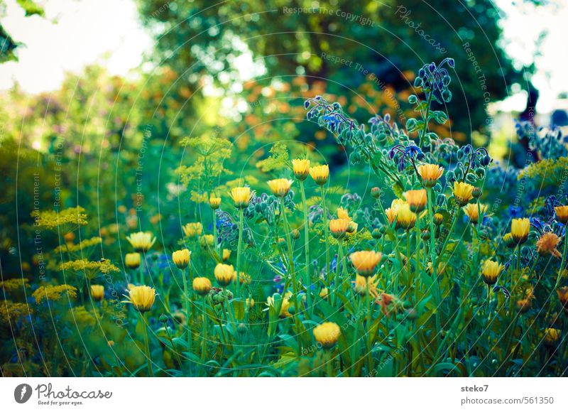 Summer melancholy Plant Flower Blossom Garden Blossoming Blue Yellow Green Country  garden Meadow flower Sadness Colour photo Exterior shot Deserted