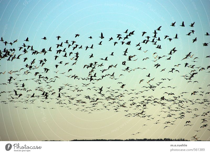 the storm Environment Nature Plant Animal Air Sky Cloudless sky Horizon Autumn Beautiful weather Forest Wild animal Bird Goose Flock Flying Emotions Wild goose