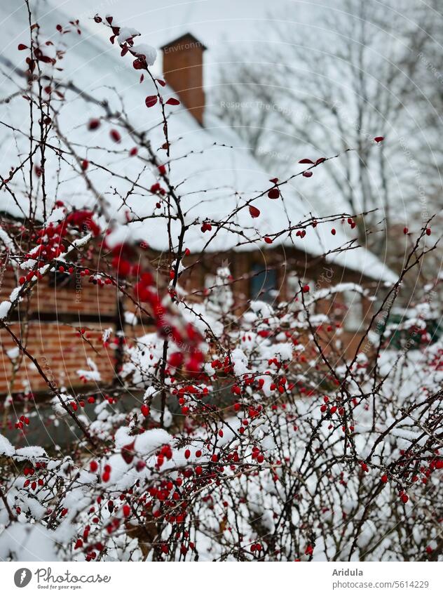 Snow-covered thatched house with barberry in the foreground Reet roof House (Residential Structure) Barberry Winter Hedge Red Berries Bushes winter Brick Rural