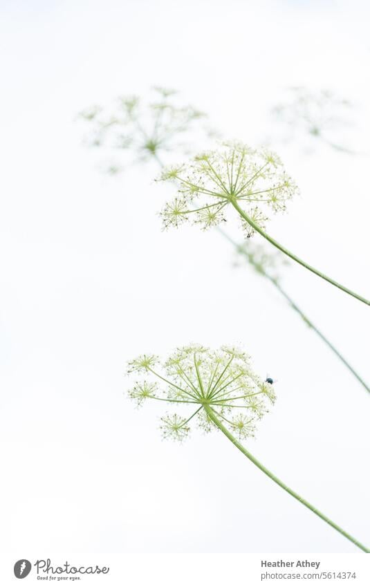 Cow parsley flowers against a white background Flower bloom flora White pretty queen anns lace Chervil wildflower stems Weed