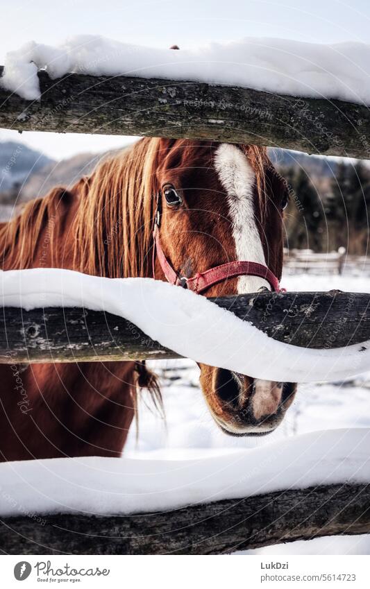 Close up photo of a brown horse on a winter day Cute Stand Wild animal White stallion head Looking into the camera Colour photo Pony Nature Exterior shot