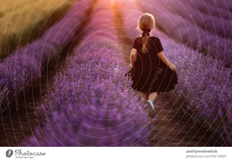 adorable child girl is walking in a field of lavender on sunset light. Kid in black dress is having fun on nature on summer holiday vacation. back view flower