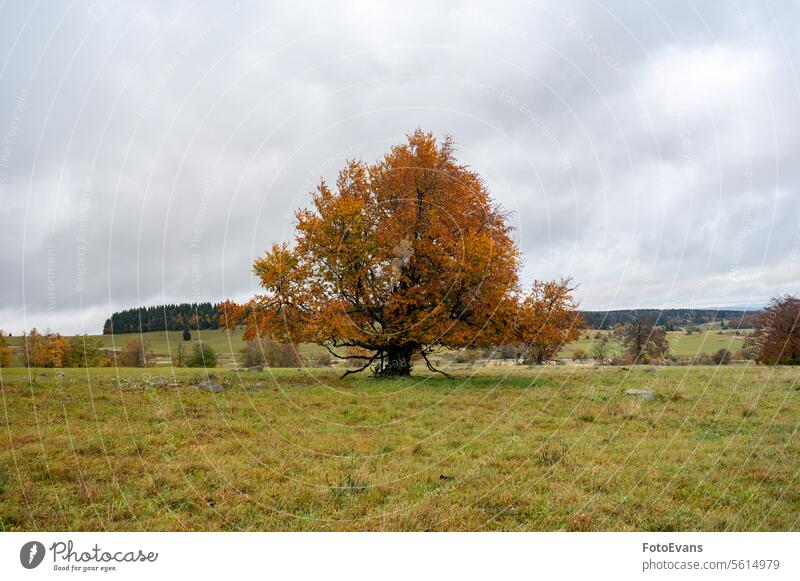 Big tree with autumn leaves autumn color copy space foliage season cloudy Germany day Weather orange background Rhoen nature idyllic gloomy Tree bad weather