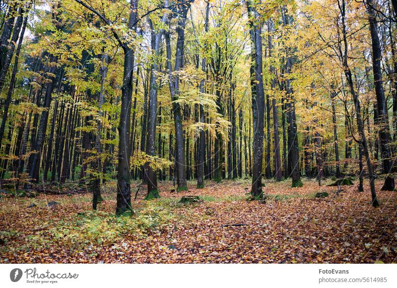 A forest in autumn day outside trees autumn time fall foliage plants dark season weather nature leaves landscape background Forest