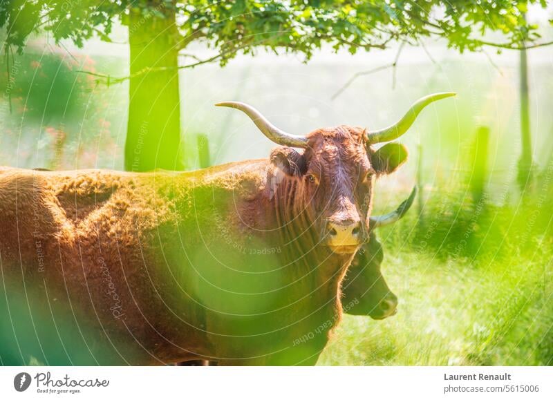 Red Salers cows observed through enlighted foliage, real photography of cattle France agriculture animal auvergne beef bovine breed breeding brown bull calf