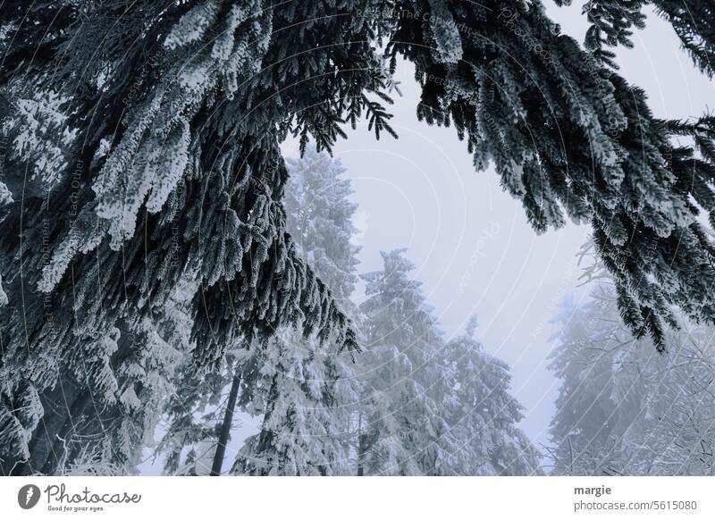 winter forest Winter Snow Cold Forest spruces firs fir trees Frost Frozen Snowscape chill White Winter mood Winter forest Winter walk Idyll winter landscape