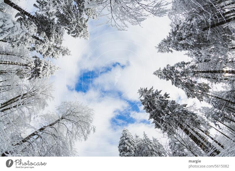 Snow trees tower into the sky Forest Winter snow trees Frost Ice Sky Cold Tree Nature Exterior shot Gap in the clouds Blue sky Clouds Skyward Large Tall