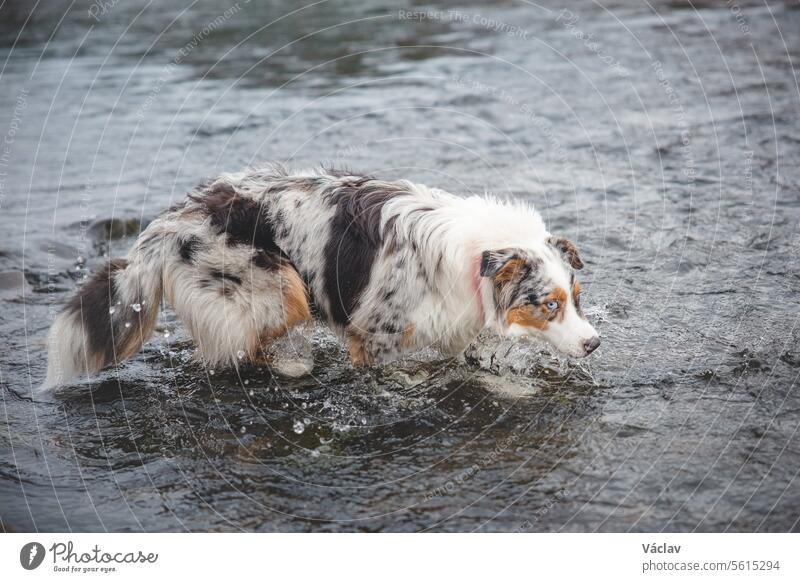 Portrait of Australian Shepherd puppy bathing in water in Beskydy mountains, Czech Republic. Enjoying the water and looking for his master dog