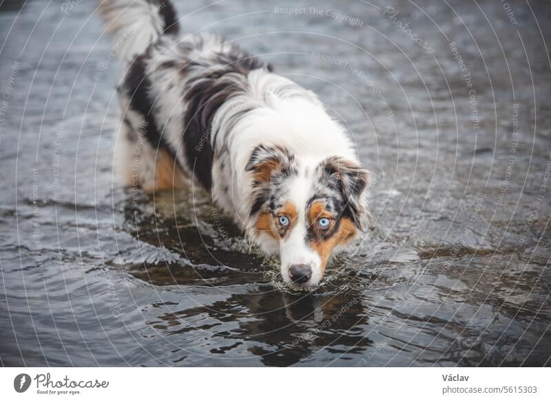 Portrait of Australian Shepherd puppy bathing in water in Beskydy mountains, Czech Republic. Enjoying the water and looking for his master dog