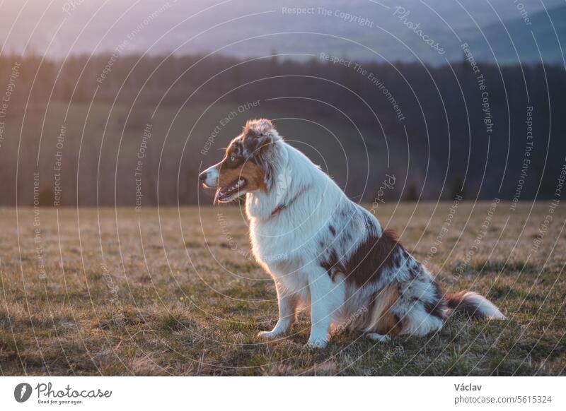 Portrait of an Australian Shepherd puppy with smiling face at sunset on top of a mountain in Beskydy mountains, Czech Republic running australian shepherd dog