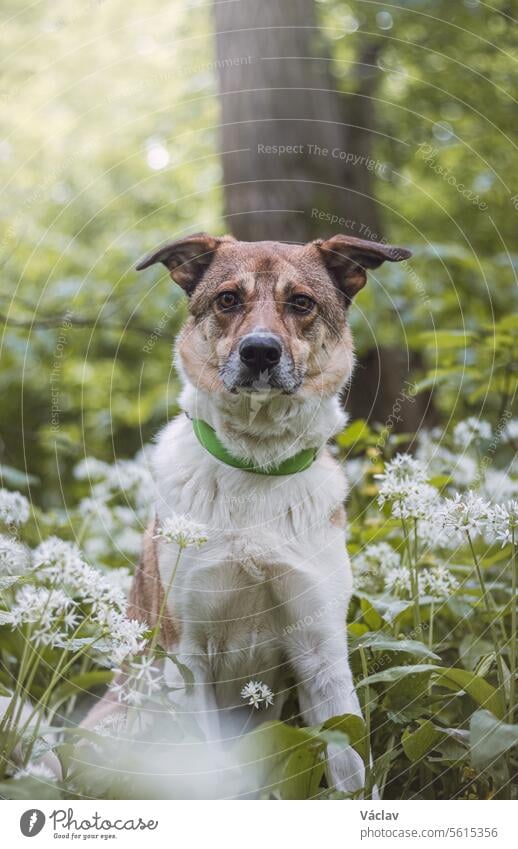 Portrait of a White and brown dog with a sad expression in a woodland covered with flowering bear garlic. Funny views of four-legged pets training love