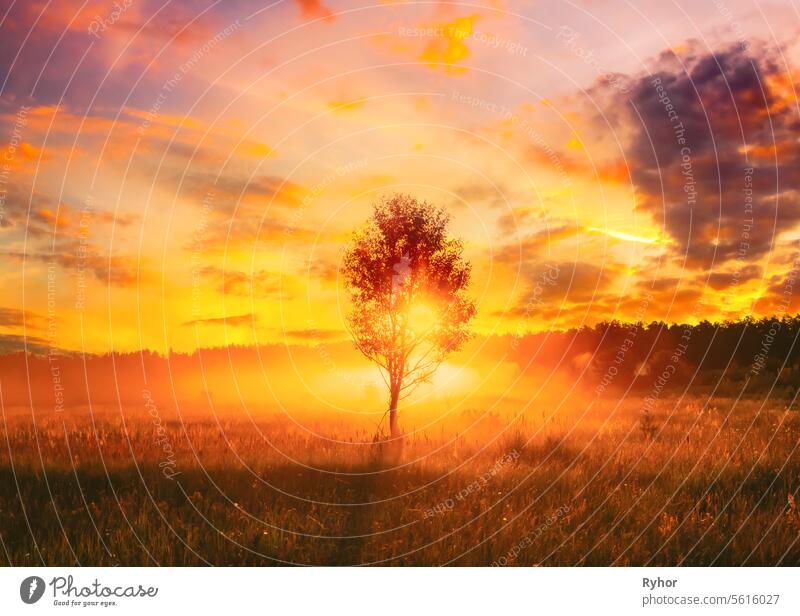 Sunset Sunrise In Misty Autumn Meadow Landscape With Lonely Tree. Sun Sunshine With Natural Sunlight Through Wood Tree In Morning. Scenic View. Autumn Nature