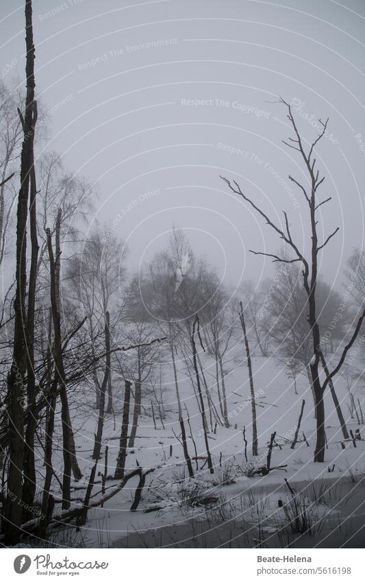 Dull times Winter Snow Fog Gray Forest death Cold Tree Nature Exterior shot Frost Environment Landscape Ice Deserted Bad weather Climate Snowscape downfall