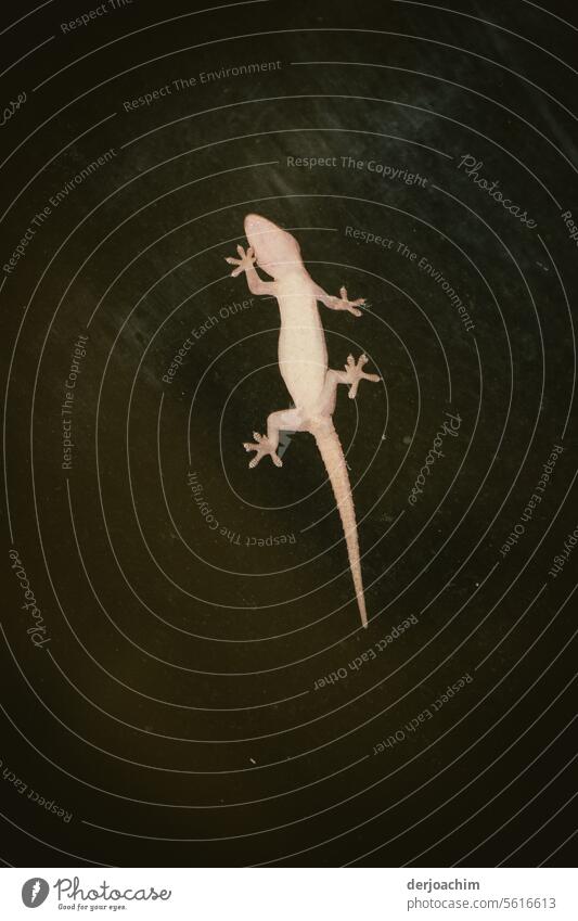 A gecko hunter in search of food Gecko Saurians Close-up Reptiles Animal Animal portrait Nature Exotic Deserted Wild animal Exterior shot Night sky Detail
