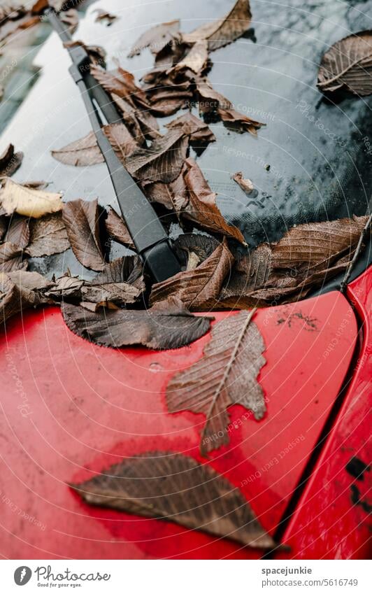 foliage car Windscreen wiper polluted leaves Autumn leaves Autumnal Car Cold Nature Autumnal colours Transience autumn mood Seasons autumn colours Early fall
