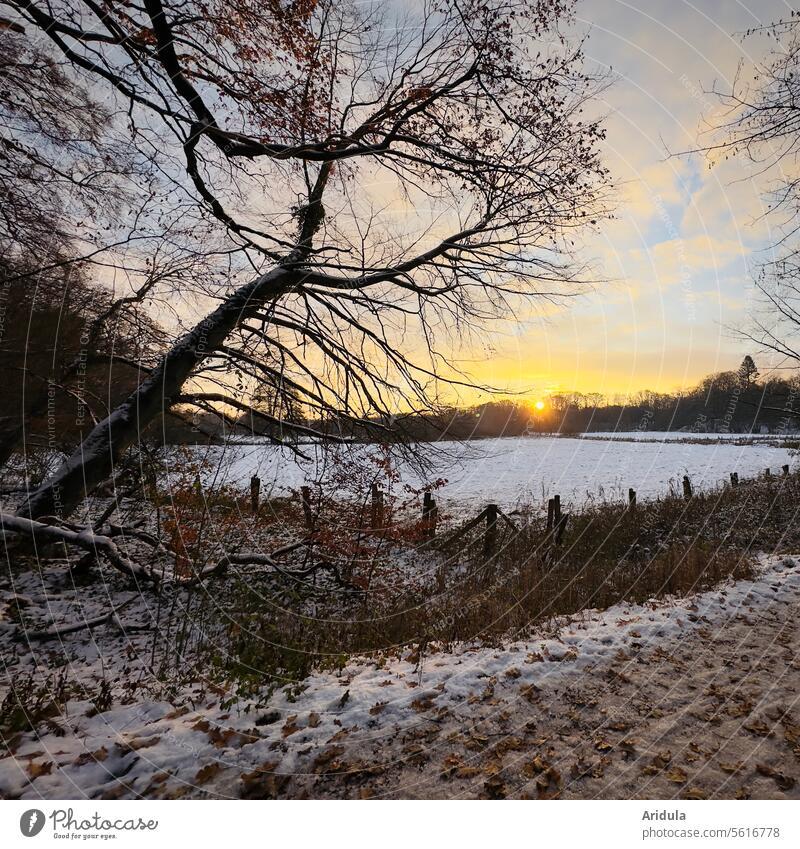 Winter sunset Sunset Snow Tree Landscape Sky Cold Frost Forest Clouds off Willow tree Meadow Fence Snowscape Field Sunlight Nature Exterior shot twigs branches