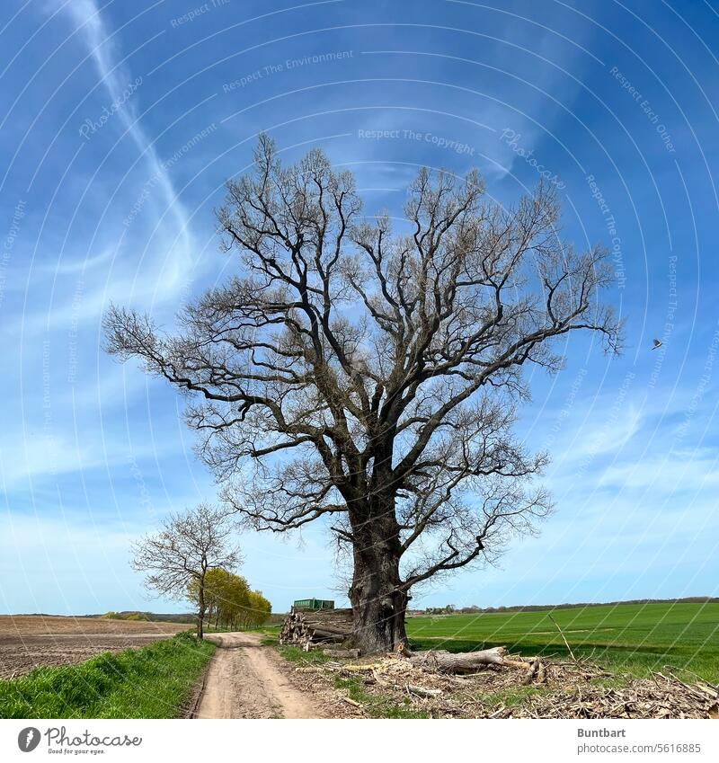 750-year-old oak by the wayside Oak tree Old Large naturally Landscape Tree Green Plant Exterior shot Day Environment Sky Beautiful weather off Sandy path