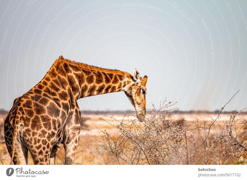 neck over head Wild animal Fantastic Kalahari desert Love of animals Giraffe Animal protection Wilderness Animal portrait Animal face Exceptional Safari