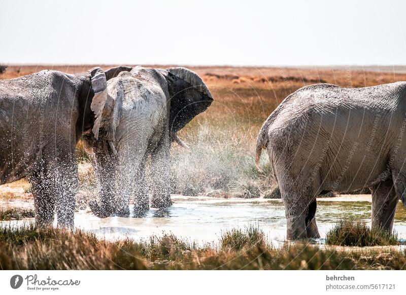 car wash peril Trunk risky Dangerous Bull elephant Elephant Fantastic Wild animal Etosha pan etosha national park Exceptional Free Wilderness Animal Namibia