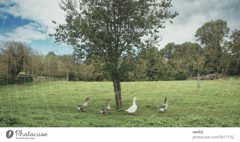 decampment geese Tree Meadow Poultry Bird Free-roaming Farm animal Keeping of animals Animal portrait Goose step Panorama (Format) Exterior shot Nature