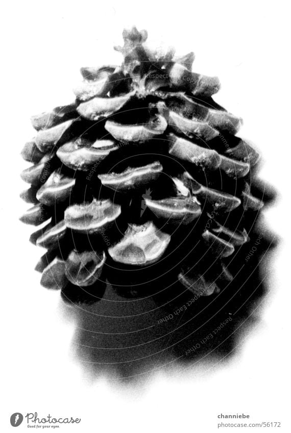 fir trees Cone Light and shadow Tree Object photography Black & white photo object and shadow Nature Freedom Bright background Natural Pine cone