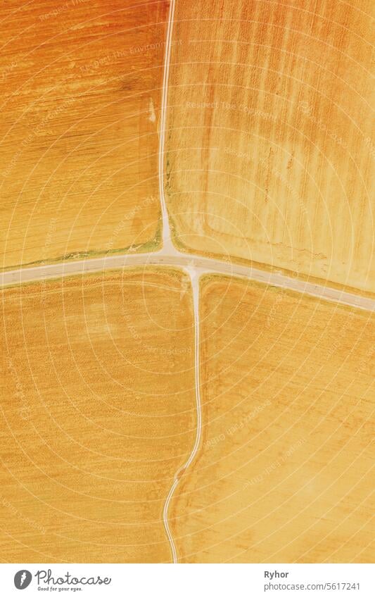 yellow Clusters Of Agricultural Fields Sown With Different Crops. Aerial View country road through fields. Golden Wheat Agricultural Summer Season. Countryside Rural Fields Landscape,