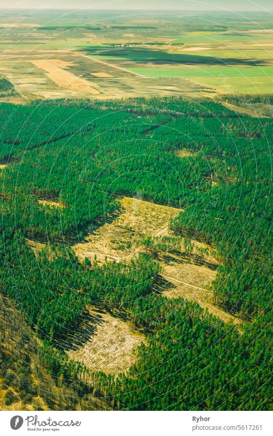 Aerial View Of Deforestation Area Landscape. Green Pine Forest In Deforestation Zone. Top View Of Forest Landscape. Drone View. Bird's Eye View environment wood