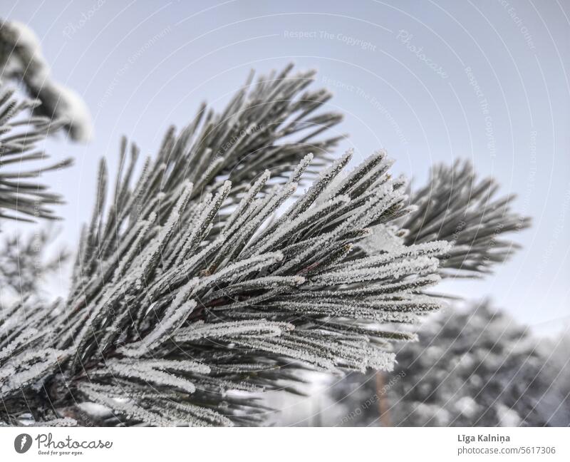 Close up of pinacea branch pinaceae Pinaceae environment Forest tree plant forest Nature outdoor nature Landscape Winter Snow Frozen Winter forest