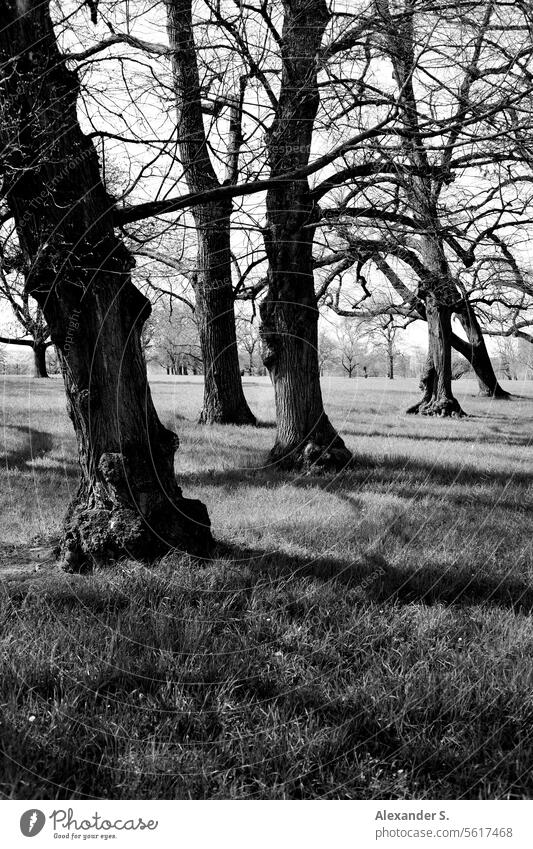 Trees in the park with shadow play shadow cast Structures and shapes Light and shadow Shadow Shadow play Contrast Light and shadow play Meadow Park trees