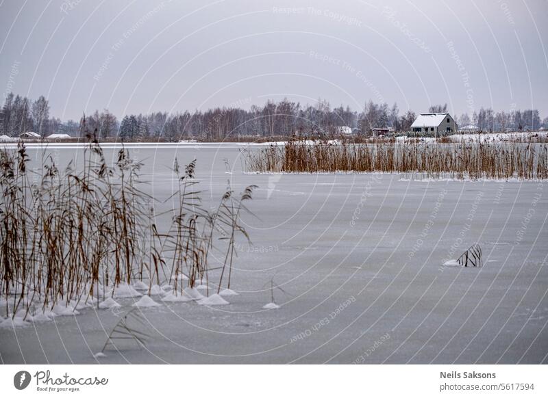 ice covered lake with reeds beautiful cold december europe evening forest frost frozen grass landscape latvia natural nature nobody outdoor park river scene