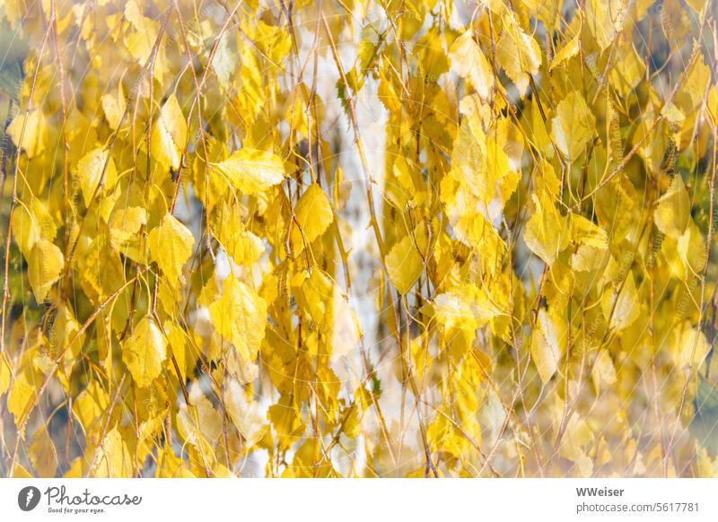 Birch leaves in fall, collage in soft yellow tones Birch tree twigs trunk foliage Hang Yellow multiple exposure Collage Abstract pile Artistic Soft Smooth