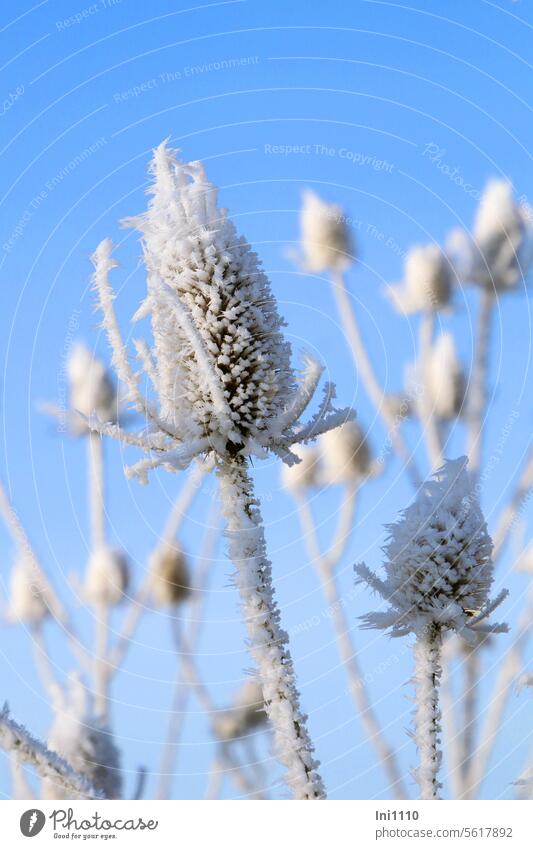 Wild teasel with hoarfrost Nature Winter chill air humidity ice crystals Hoar frost plants shrub wild card Teasel Morina longifolia prickles ornamental Seeds