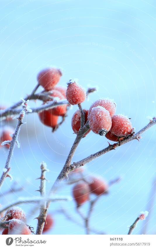 Rosehips with hoarfrost Winter Frost sunshine Blue sky Plant pink wild rose Hoar frost iced Rose hip Rose branches winter feed Portrait format