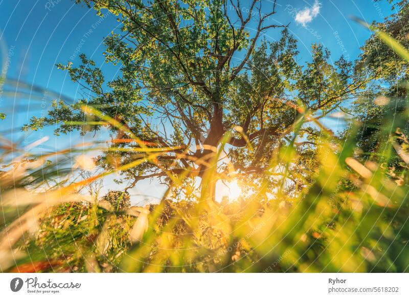 Low angle view Sunlight sunshine sun and grass Old wood oak tree in Summer sunny day. Sunlight Sunshine Through Oak Forest Tree. Sunny Nature Wood Sunlight. green greenery lush branches