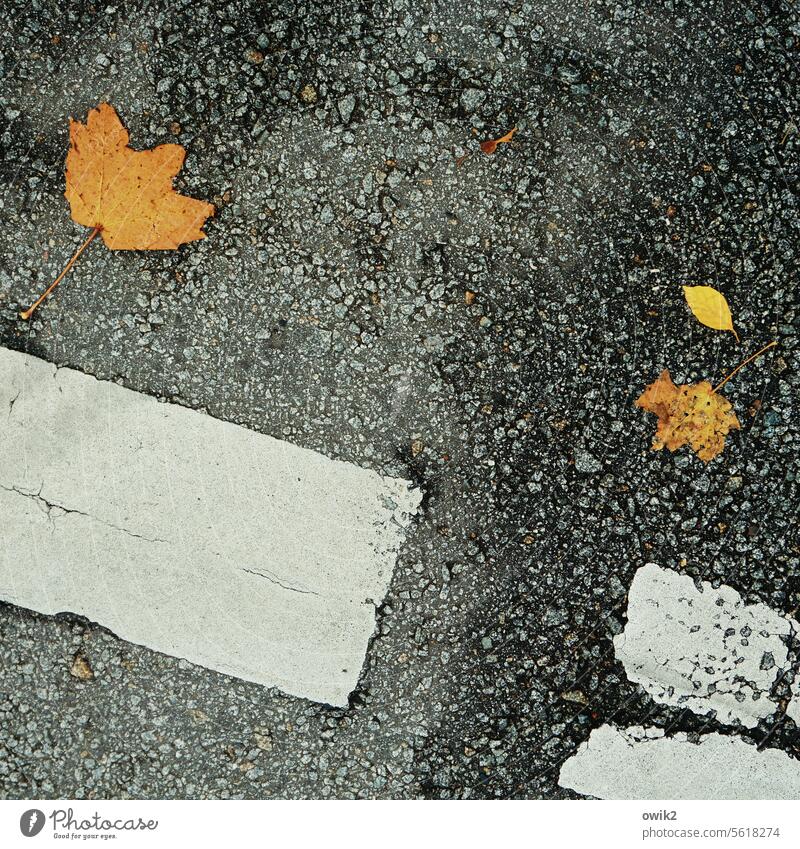 Traffic area Autumn leaves Under Asphalt Street Moody Transience Lose To fall Structures and shapes Meditative Orange Multicoloured To dry up naturally