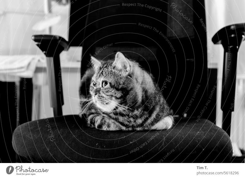 Striped tomcat on black chair hangover Cat Chair Lie Pet Animal Pelt Animal portrait b/w Domestic cat Cat's head Animal face Observe Looking