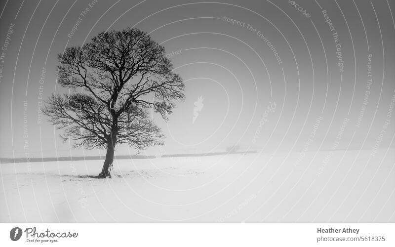 Monochrome image of a winter landscape with tree and snow in mist Snow Winter Fog Black & white photo Field countryside Landscape Nature tranquil Calm fog cold