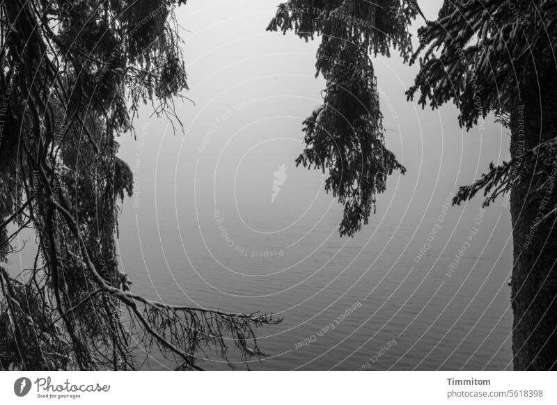 Natural ornament in front of Lake Fog Tree trees Tree trunk branches Coniferous trees Mummelsee Lake Water Nature Branches and twigs Deserted Winter foggy Cold