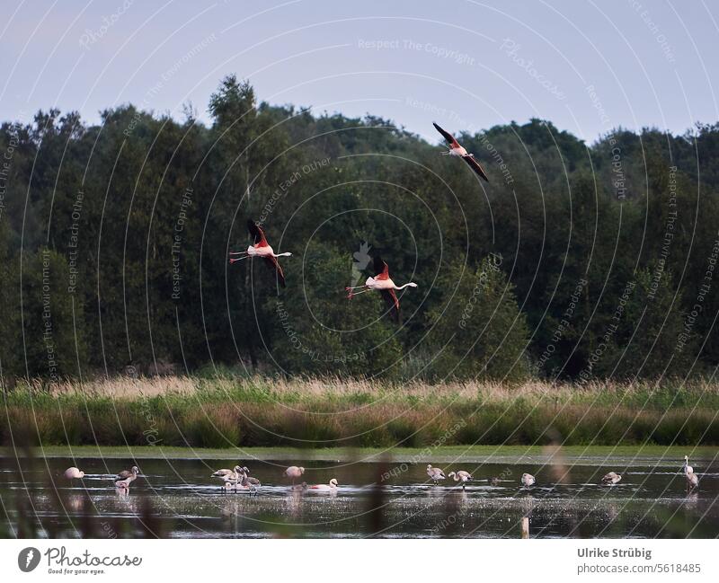 Flamingos fly to camp for the night Wildlife Zwillbrocker Venn Germany Migratory birds Flying Lake Water Reflection in the water Nature Sky reflection Landscape